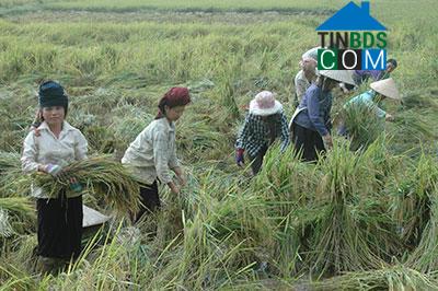 Hình ảnh Mường Bang, Sơn La