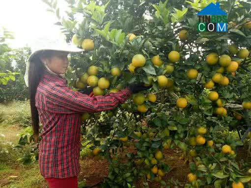 Hình ảnh Mường Bú, Sơn La