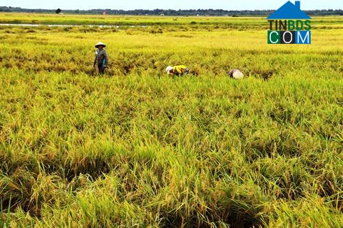 Hình ảnh Cầu Khởi, Tây Ninh