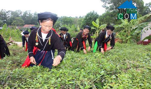 Hình ảnh Thành Công, Thái Nguyên