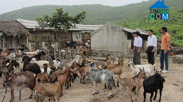 Hình ảnh Mậu Lâm, Thanh Hóa