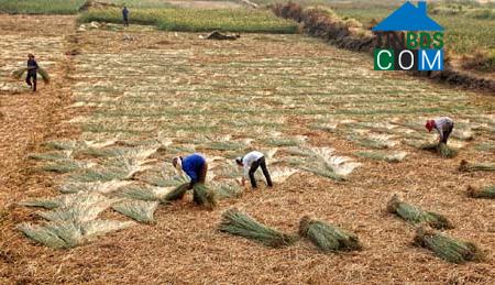 Hình ảnh Hồ Vương, Thanh Hóa