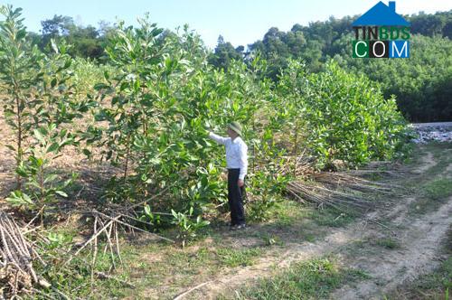 Hình ảnh Thọ Ngọc, Thanh Hóa