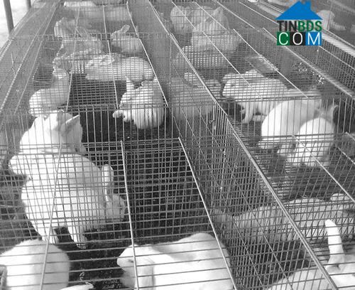 Hình ảnh Hoa Lộc, Thanh Hóa