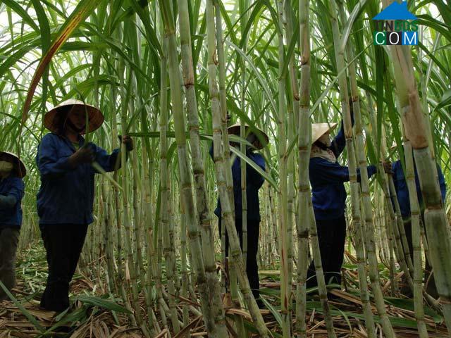 Hình ảnh Như Thanh, Thanh Hóa