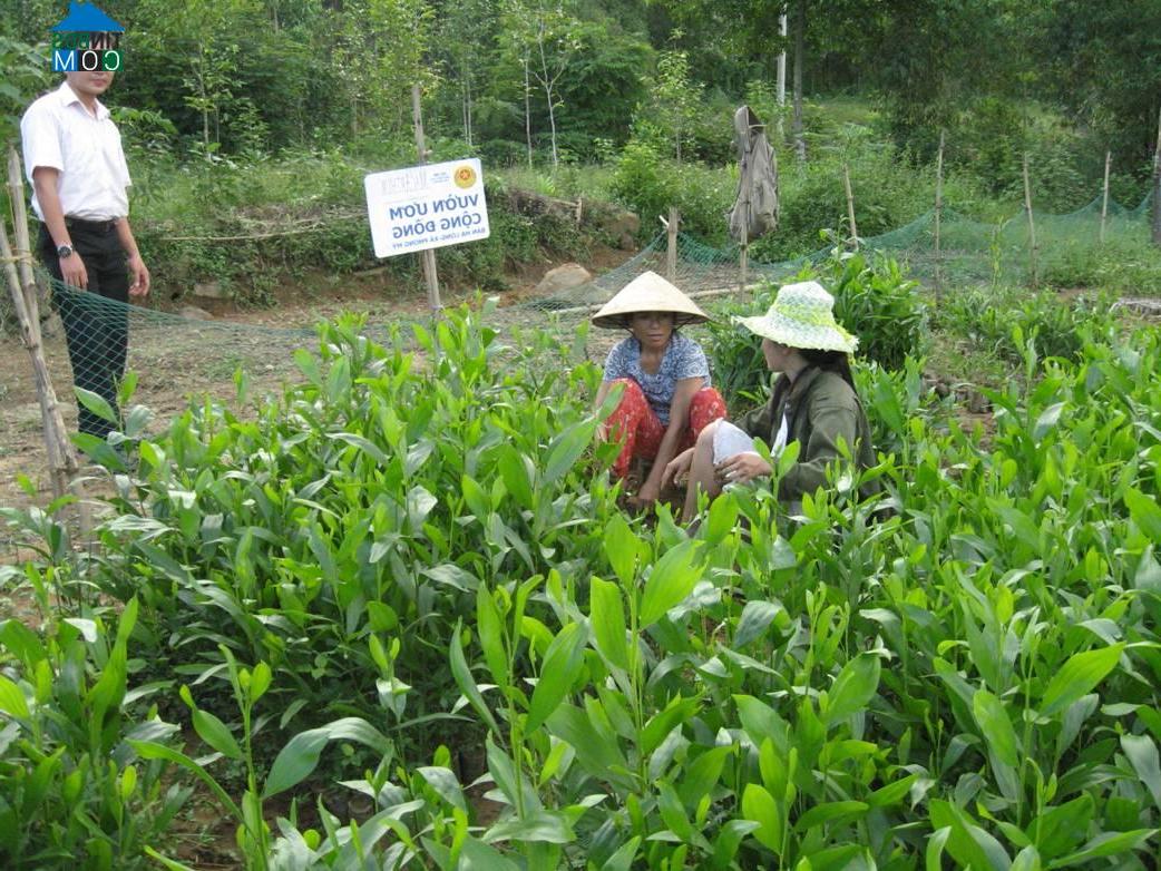 Hình ảnh Phong Điền, Huế