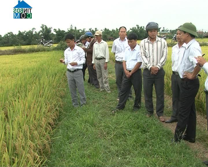 Hình ảnh Phong Dinh, Huế