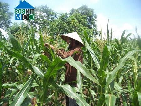 Hình ảnh Khe Tre, Huế