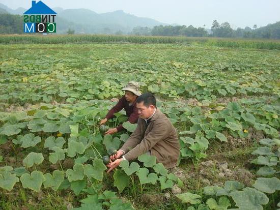 Hình ảnh Thái Sơn, Tuyên Quang