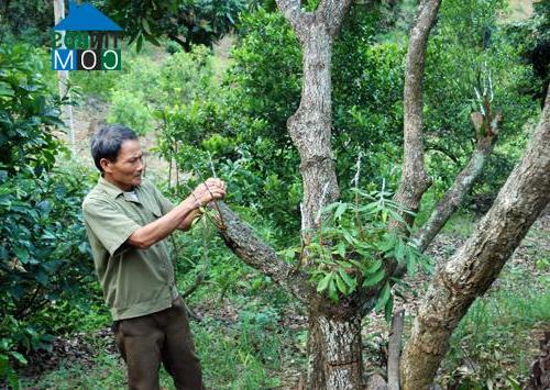 Hình ảnh Sơn Dương, Tuyên Quang
