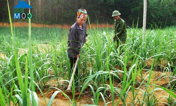 Hình ảnh Tân Thanh, Tuyên Quang