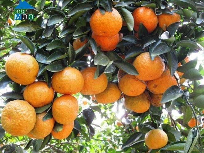 Hình ảnh Vĩnh Tuy, Tuyên Quang