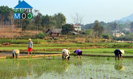 Hình ảnh Yên Nguyên, Tuyên Quang