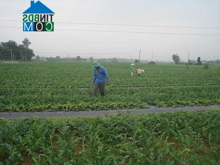 Hình ảnh Hiệp Mỹ, Vĩnh Long