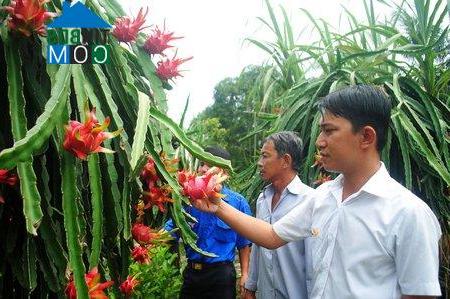 Hình ảnh Cái Ngang, Vĩnh Long