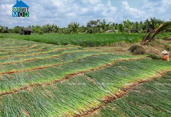 Hình ảnh Nhị Long, Vĩnh Long