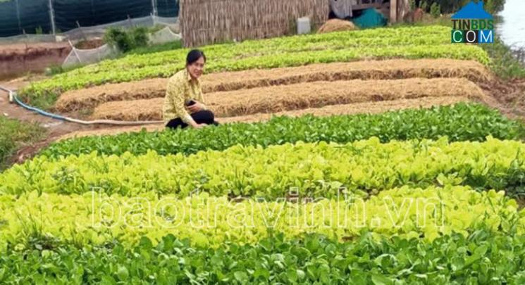 Hình ảnh Long Hữu, Vĩnh Long