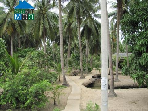 Hình ảnh Tân Thành Bình, Vĩnh Long