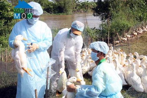 Hình ảnh Phú Quới, Vĩnh Long