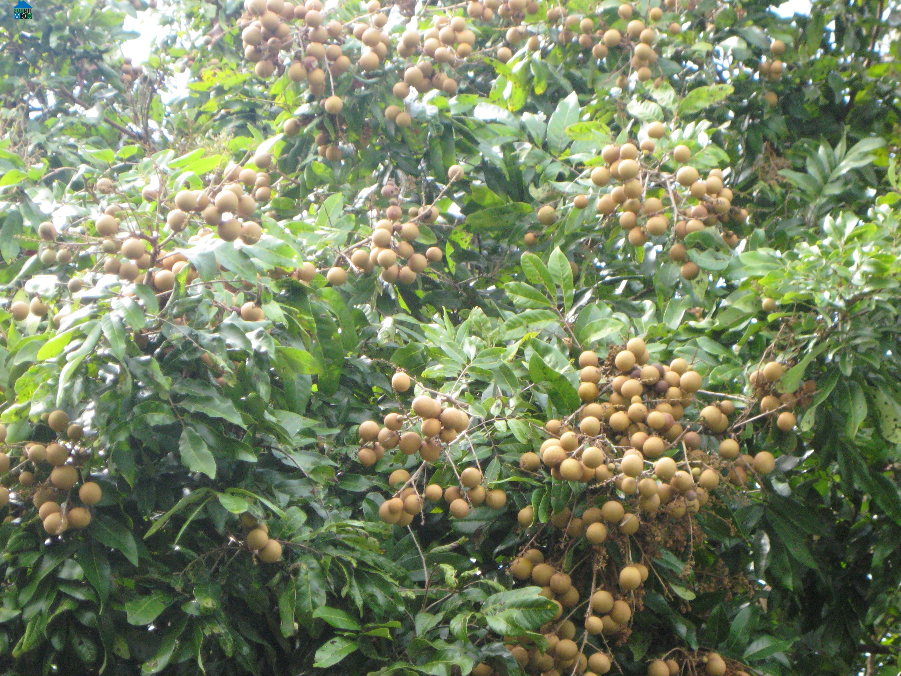 Hình ảnh Quới Thiện, Vĩnh Long