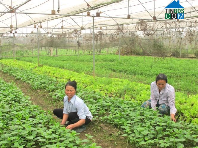 Hình ảnh Hạc Thành, Thanh Hóa