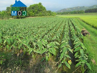 Hình ảnh Cam Lâm, Khánh Hòa