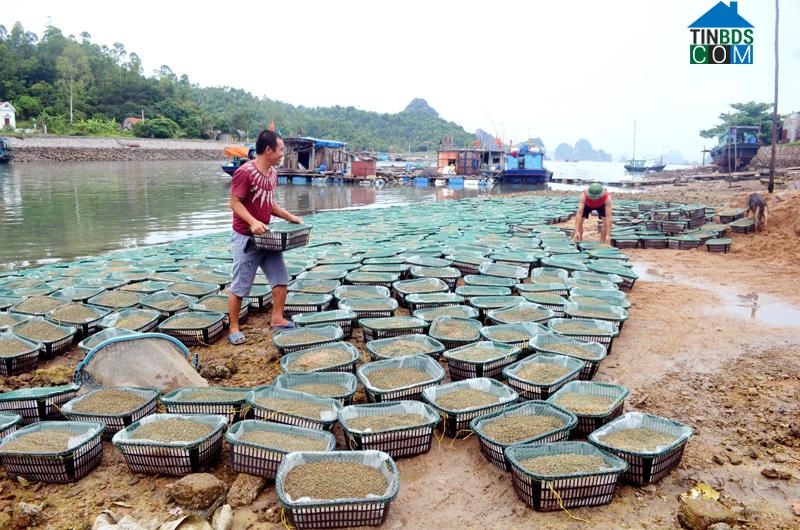 Hình ảnh Vân Đồn, Quảng Ninh