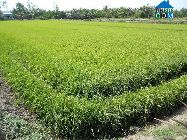 Hình ảnh Ngọc Tố, Cần Thơ