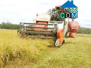 Hình ảnh Tân Hòa, Cần Thơ