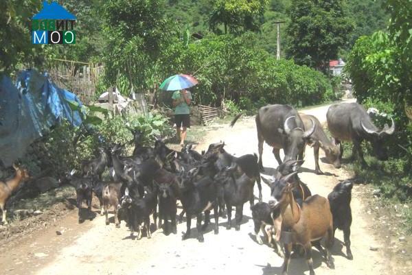 Hình ảnh Lý Quốc, Cao Bằng