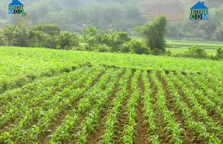 Hình ảnh Cần Yên, Cao Bằng