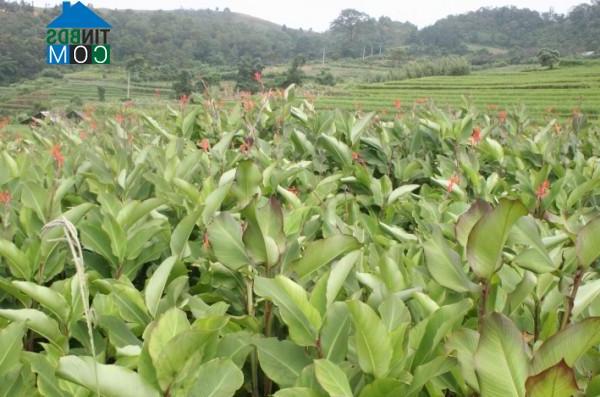 Hình ảnh Thành Công, Cao Bằng