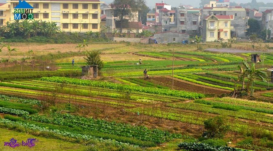 Hình ảnh Nùng Trí Cao, Cao Bằng