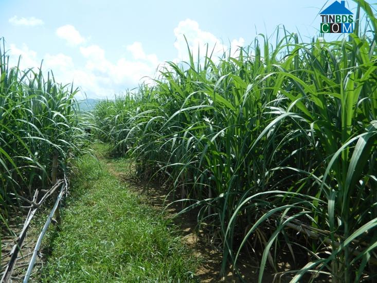 Hình ảnh Sông Hinh, Đắk Lắk