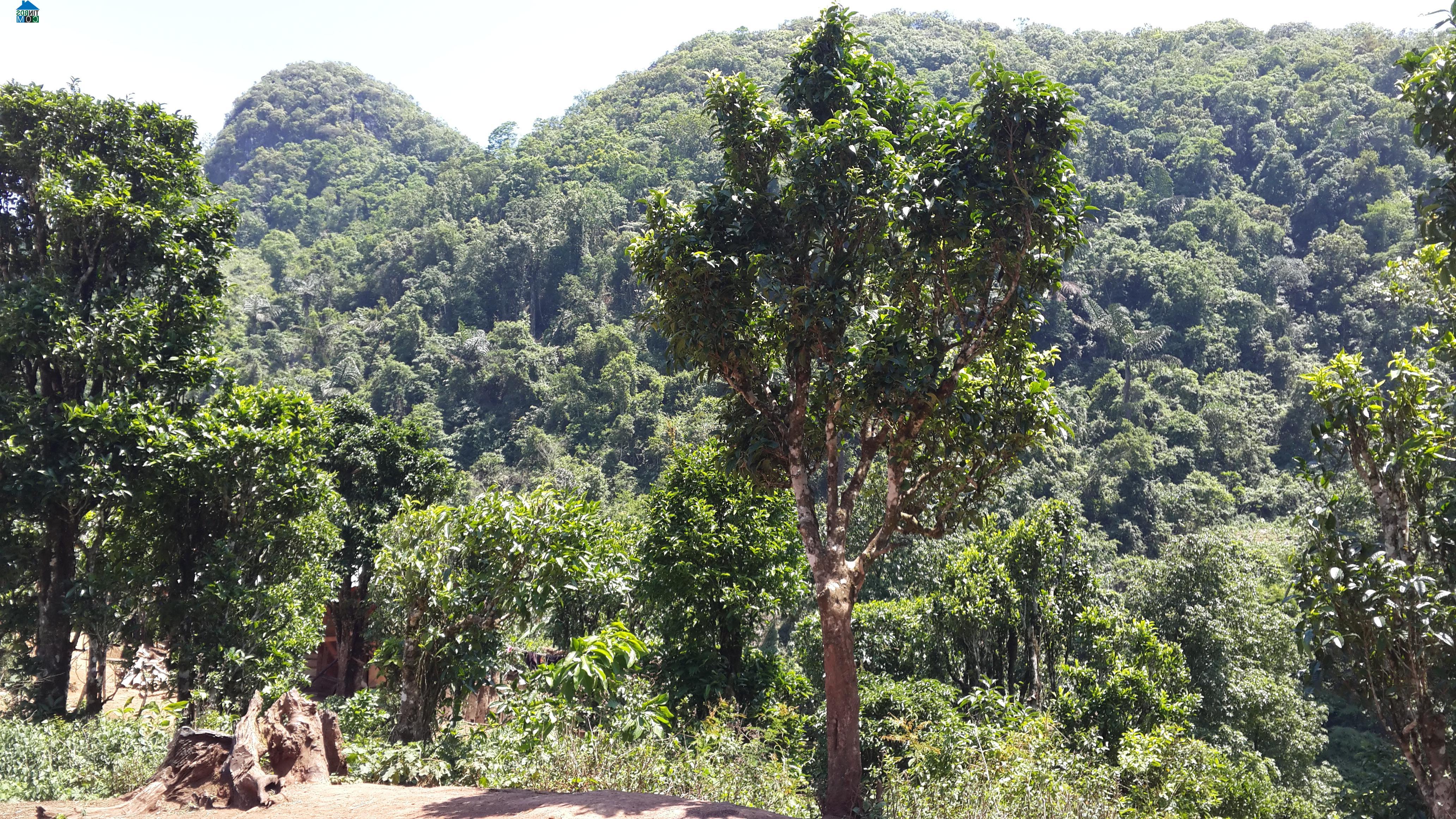 Hình ảnh Sín Chải, Điện Biên