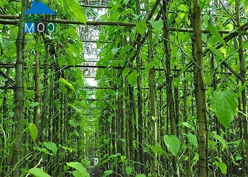 Hình ảnh Bà Điểm, Hồ Chí Minh