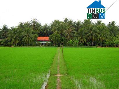 Hình ảnh Tân Thành, Hồ Chí Minh