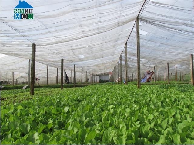 Hình ảnh Sơn Đồng, Hà Nội