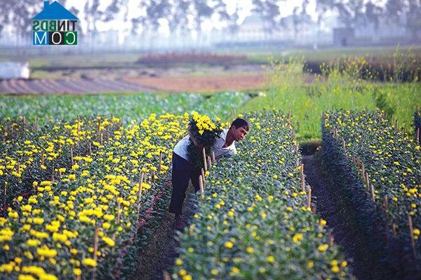 Hình ảnh Quang Minh, Hà Nội