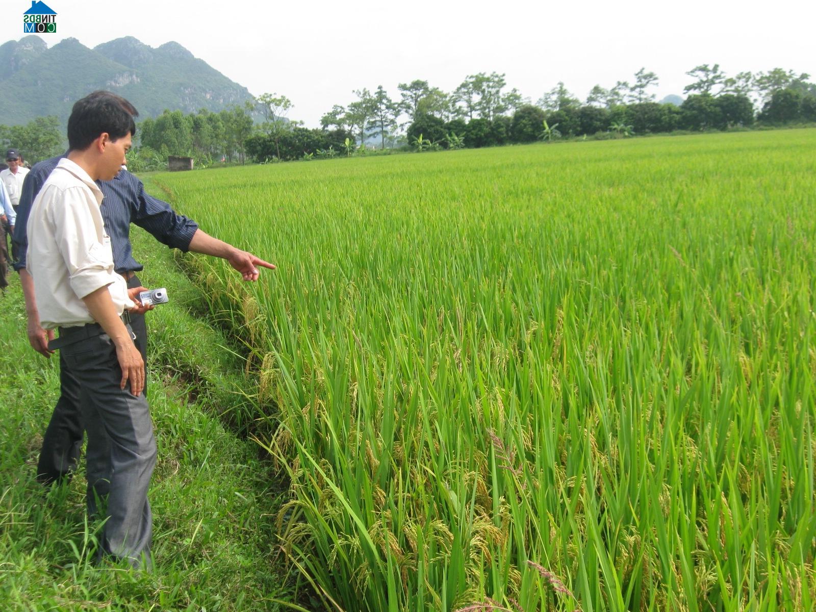 Hình ảnh Hồng Sơn, Hà Nội