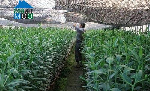 Hình ảnh Yên Xuân, Hà Nội