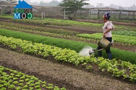 Hình ảnh Thượng Phúc, Hà Nội