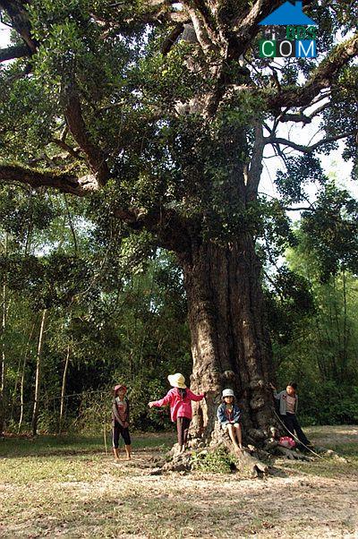 Hình ảnh Tam Anh, Đà Nẵng