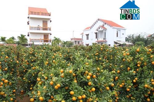 Hình ảnh Hội An Tây, Đà Nẵng