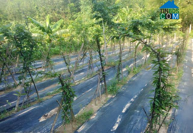 Hình ảnh Phước Hiệp, Đà Nẵng