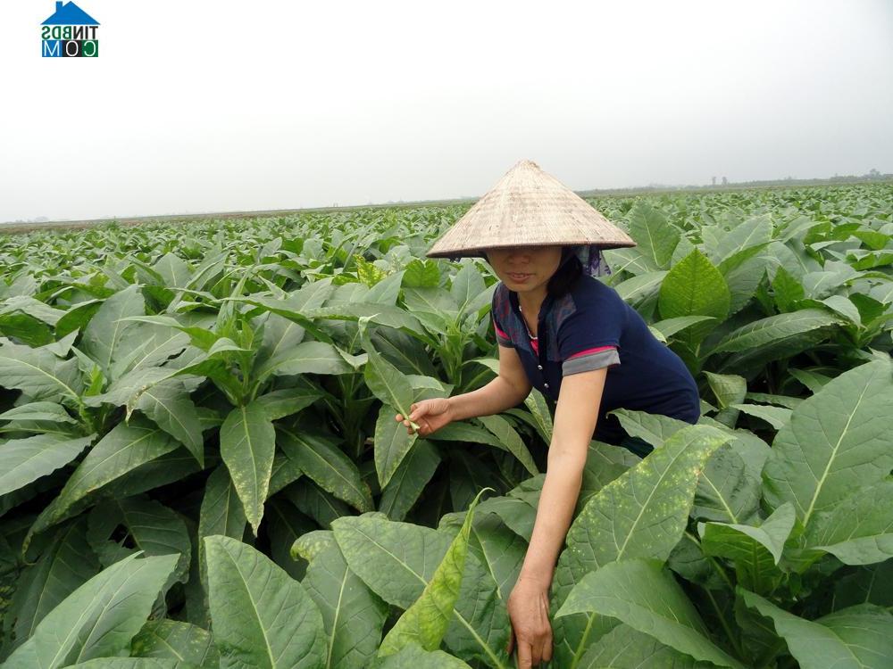 Hình ảnh Vĩnh Thuận, Hải Phòng