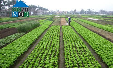 Hình ảnh An Hưng, Hải Phòng