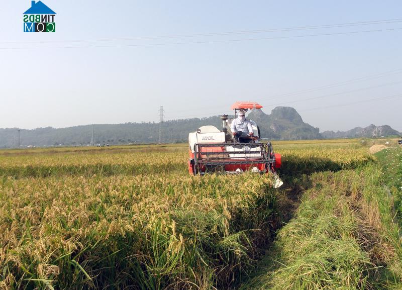 Hình ảnh An Lão, Hải Phòng