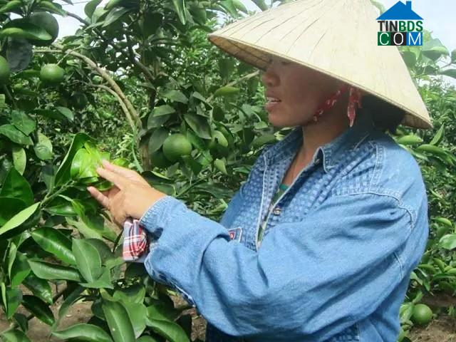 Hình ảnh Nguyễn Lương Bằng, Hải Phòng