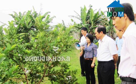 Hình ảnh Trần Phú, Hải Phòng